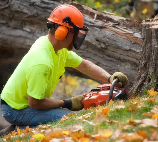 tree services Temple Hills